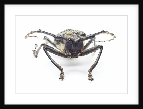 Horned beetle Rosenbergia straussi close-up view head on by Anonymous