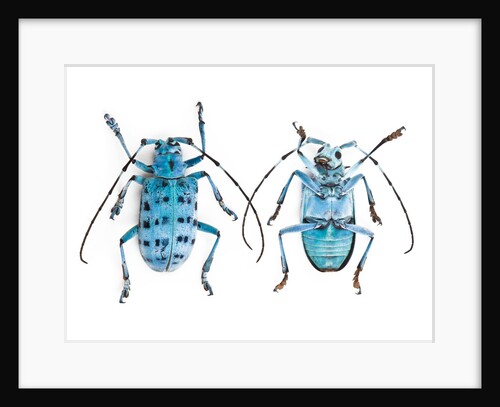 Horned Beetle Pseudomyagrus waterhousei in light blue coloration showing the top and underside by Anonymous