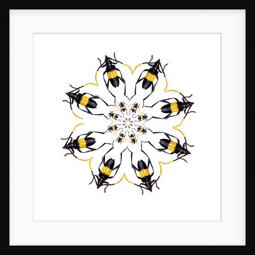 Pachyteria sumatrana long horn beetle circular design by Anonymous