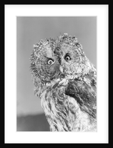 Great gray owl strix nebulosa staring at camera by Anonymous