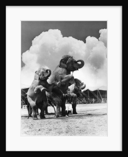 1930s circus trainer in front of 3 elephants elephas maximus indicus standing on hind legs by Anonymous