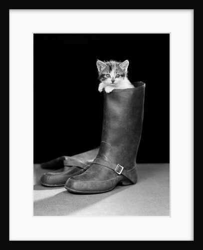 1950s puss in boots cute kitten climbing out of man's boot looking at camera by Anonymous