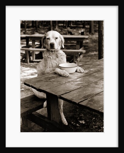 1930s dog mixed breed sitting like human being at outdoor picnic table by Anonymous
