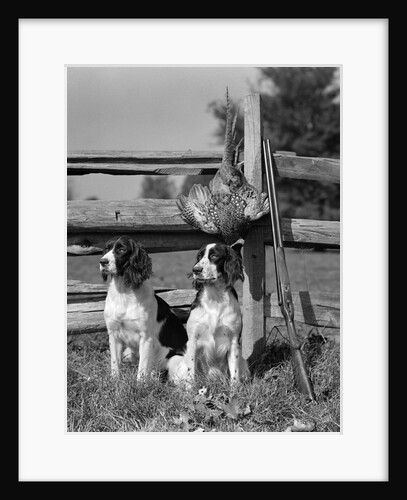 1940s pair of english springer spaniels sitting in front of post & rail fence next to shotgun and dead pheasant by Anonymous