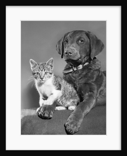 1950s portrait of lab mix dog lying down with kitten sitting on paw by Anonymous