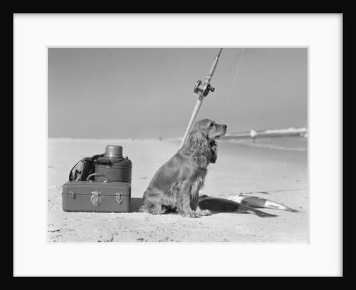 Cocker spaniel dog standing guard over two caught fish and fishing equipment by Anonymous