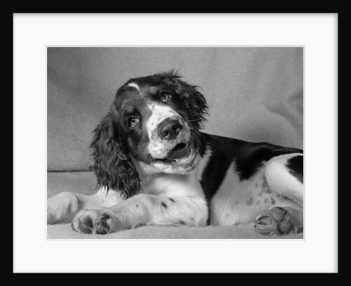 1950s springer spaniel lying down with head cocked & mouth open looking at camera by Anonymous