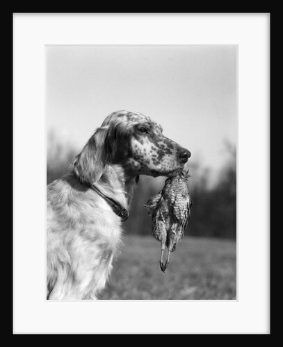 1920s english setter holding retrieved bird in mouth by Anonymous