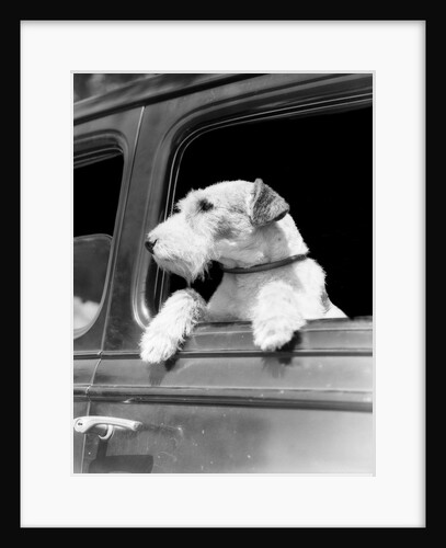 Profile portrait of wire fox terrier dog looking out of automobile window by Anonymous