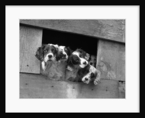 1920s 1930s group of english setter pups with heads sticking out of opening in kennel looking at camera by Anonymous