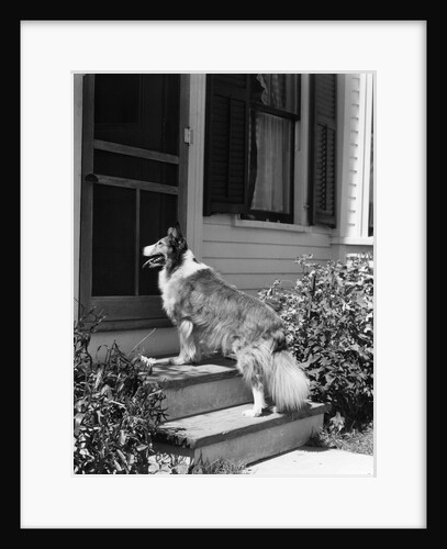 1930s rough scotch collie dog standing on back doorstep of house waiting to be let in by Anonymous