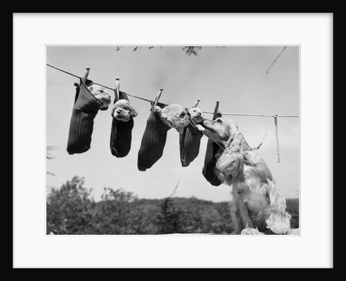 1950s mother cocker spaniel tending her 4 puppies hanging in socks on a laundry clothesline by Anonymous