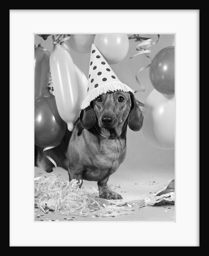 1960s dachshund wearing polka dot party hat by Anonymous