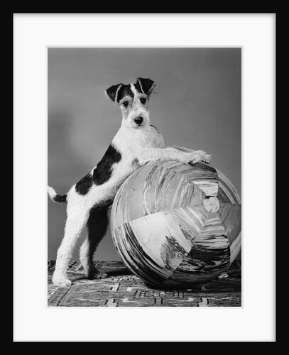 1940s terrier in playful pose front paws up on large ball ready to play by Anonymous