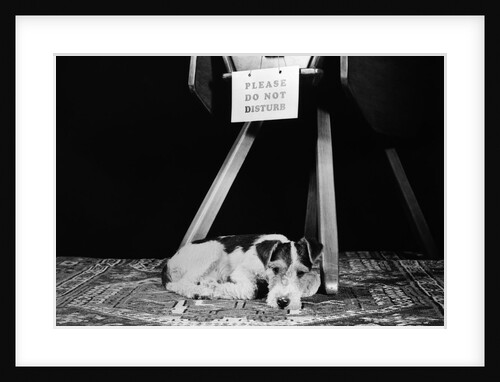 1930s 1940s wire fox terrier dog lying curled up on oriental carpet under table looking at camera by Anonymous