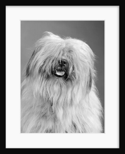 1960s portrait of old english sheepdog with hair covering eyes & tongue barely hanging out looking at camera by Anonymous