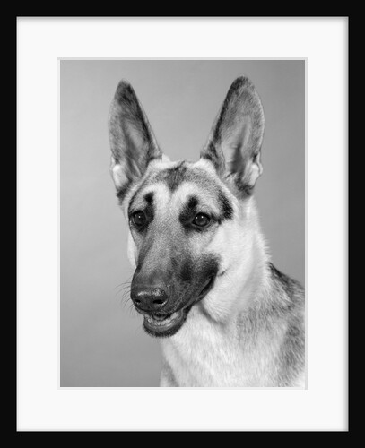 1960s portrait of young alert german shepherd dog looking at camera by Anonymous
