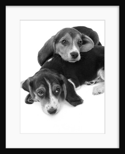1960s two adorable sad eyed beagle puppies lying one on top the other by Anonymous