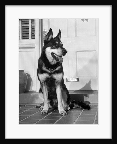 1950s german shepherd dog sitting outside front door of home guard security protection by Anonymous