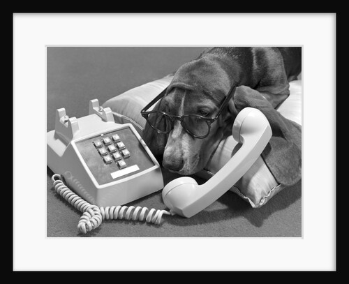 1960s basset hound wearing human eye glasses lying on pillow talking on telephone push button by Anonymous