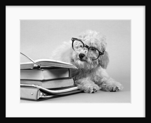 1950s white poodle wearing black eye glasses sitting beside a pile of school books by Anonymous