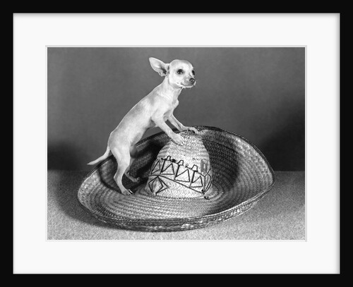 Mexican chihuahua standing on top of a straw sombrero tiny small dog big hat by Anonymous