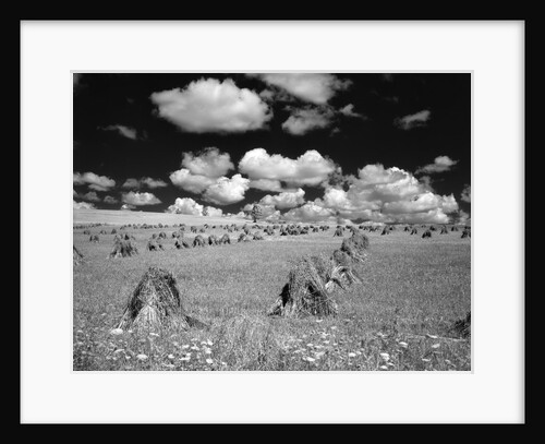 1950s farm scene with stacks of harvested wheat sky with puffy clouds by Anonymous