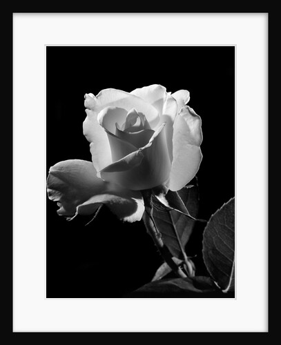 1940s close-up of light-colored rose by Anonymous