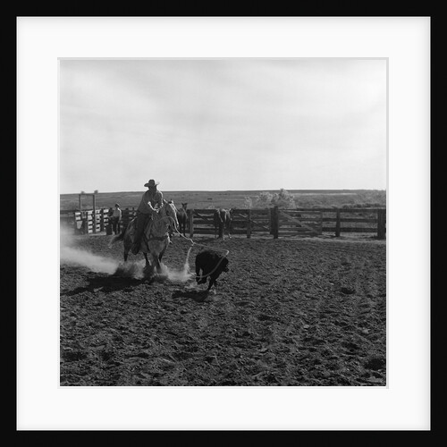 1960s cowboy rodeo rider competitor on horse chasing calf roping event skill sport by Anonymous