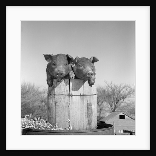 1950s two duroc pigs piglets in a nail keg barrel farm barn in background pork barrel cute by Anonymous