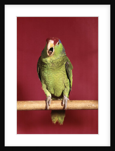 1960s green parrot with red and blue cap sitting on perch talking looking at camera by Anonymous