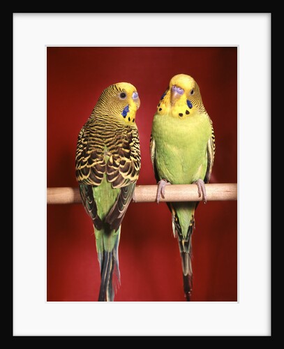 1960s pair of two yellow green parakeets perched together by Anonymous