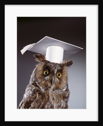 1990s wise old owl wearing white mortarboard graduation cap by Anonymous