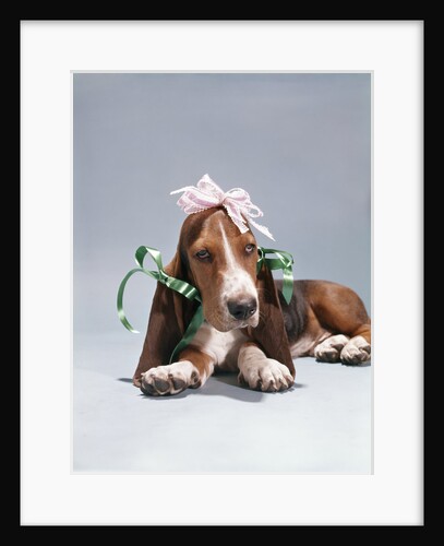1960s funny hound dog wearing ribbon bows by Anonymous