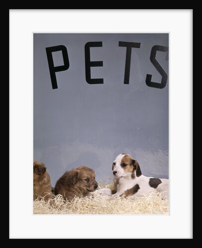 1960s puppy dogs for sale in pet store window by Anonymous