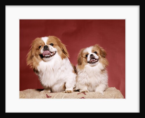 1970s two pekinese dogs brown and white big little leaning tongues out cute looking at camera by Anonymous