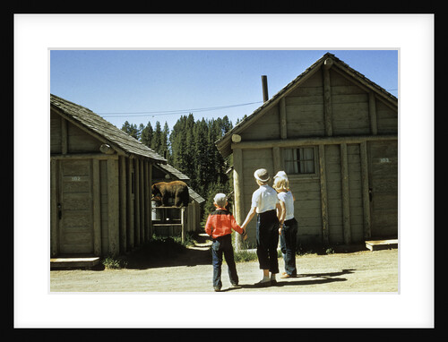 1950s mother and children visiting yellowstone national park wyoming 1956, looking at bear behind cabins by Anonymous