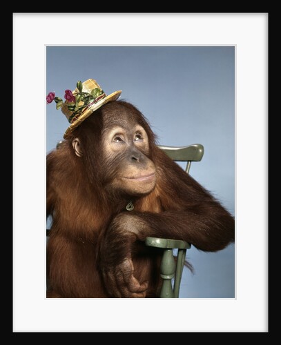 1960s orangutan wearing straw hat sitting in chair by Anonymous