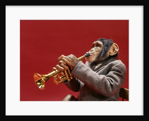 1960s monkey chimpanzee wearing suit and tie playing trumpet by Anonymous