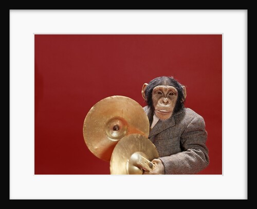 1960s chimpanzee wearing suit and tie playing cymbals by Anonymous