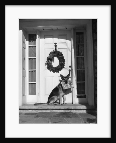 1930s german shepherd dog sitting front door stoop porch holding christmas package in his mouth by Anonymous