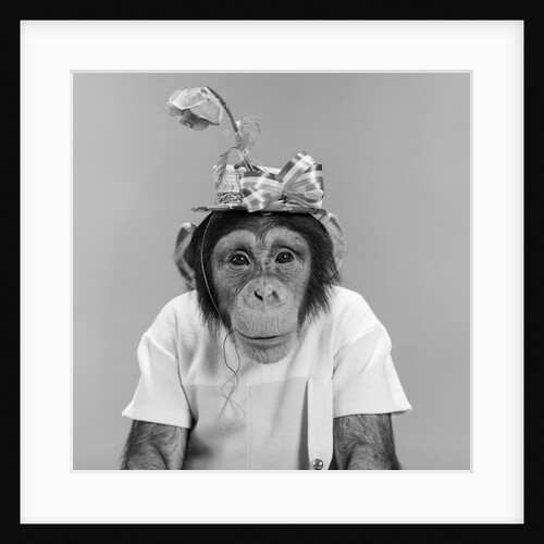 1960s portrait monkey chimpanzee wearing stupid funny hat with bow and flower looking at camera by Anonymous