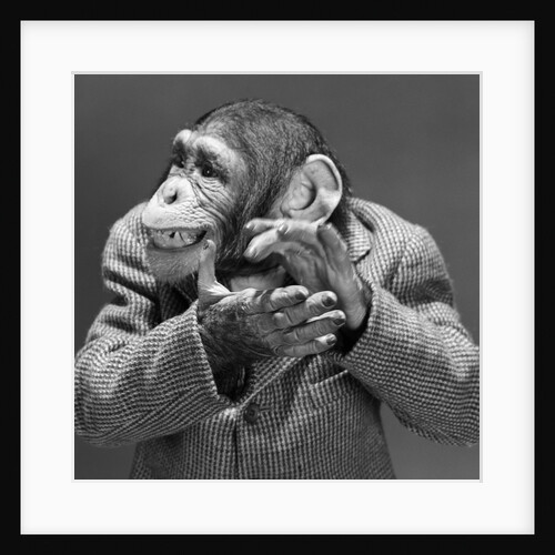 1950s 1960s monkey chimp chimpanzee dressed business sport jacket clapping hands by Anonymous