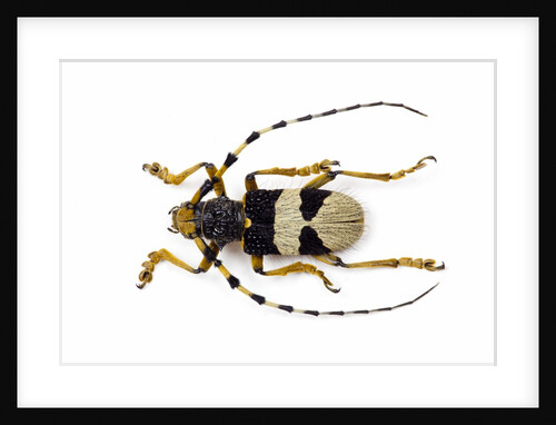 Male horned beetle view from top Arctolamia fasciata by Anonymous
