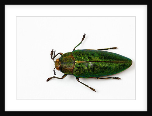 Top view of Steraspis speciosa green beetle by Anonymous