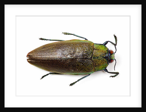 Jewel beetle top view on white background of Sterapis specisosa red form by Anonymous