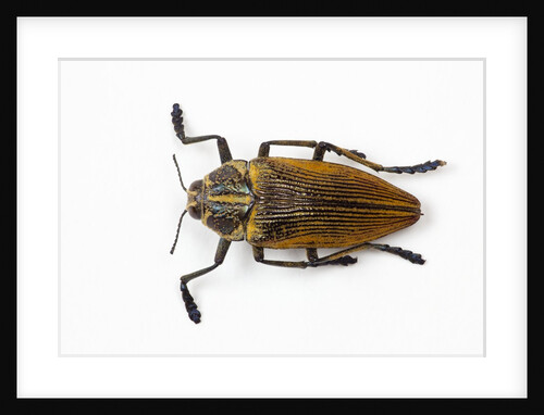 Jewel beetle Polybothris lesnei on white background by Anonymous