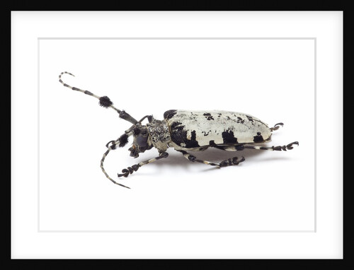 Long horn beetle Aristobia voeti by Anonymous