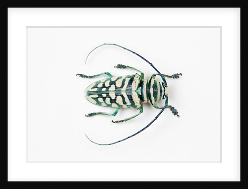 Sternotomis bohemani bohndorffi long horned beetle view from above by Anonymous