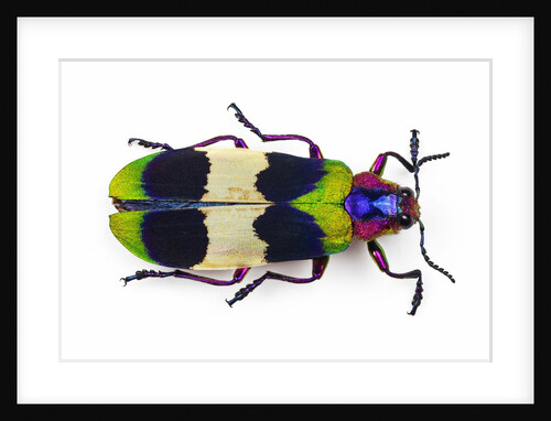 Jewel Beetle from Thailand Chrysochroa corbetti top view by Anonymous